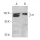 Lsc Antibody (G-7) - Western Blotting - Image 359187