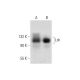 Lsh Antibody (C-1) - Western Blotting - Image 145029