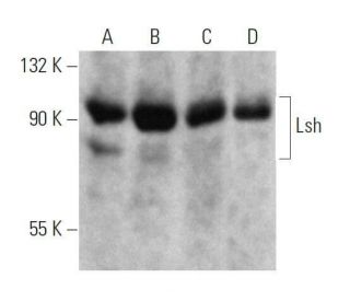 Lsh Antibody (C-1) - Western Blotting - Image 358597 