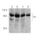 Lsh Antibody (C-1) - Western Blotting - Image 358597 