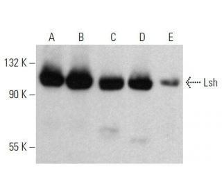 Lsh Antibody (H-4) - Western Blotting - Image 358591 