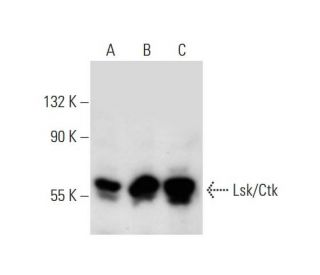 Lsk/Ctk Antibody (H-1) - Western Blotting - Image 129812 