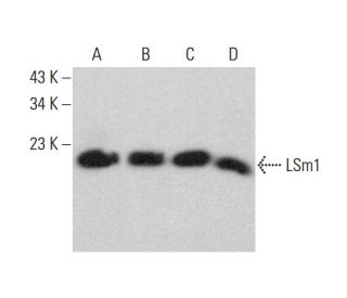 LSm1 Antibody (A-4) - Western Blotting - Image 383255 