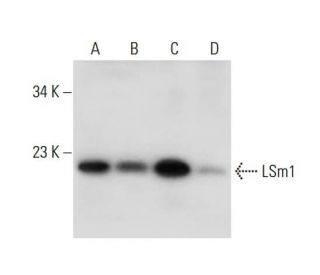 LSm1 Antibody (A-9) - Western Blotting - Image 306624 