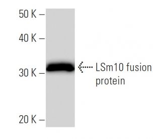LSm10 Antibody (2522C1a) - Western Blotting - Image 16687