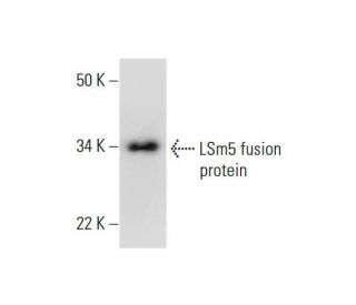 LSm5 Antibody (C-12) - Western Blotting - Image 292044