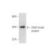 LSm5 Antibody (C-12) - Western Blotting - Image 292044