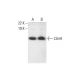 LSm8 Antibody (F-8) - Western Blotting - Image 289731