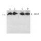 LSm8 Antibody (F-8) - Western Blotting - Image 371509 