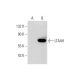 LTA4H Antibody (D-6) - Western Blotting - Image 289584