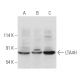 LTA4H Antibody (D-6) - Western Blotting - Image 356567 