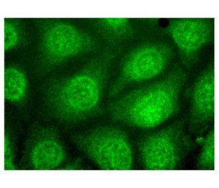LTA4H Antibody (E-7) - Immunofluorescence - Image 323500 