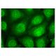 LTA4H Antibody (E-7) - Immunofluorescence - Image 323500 