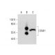 LTA4H Antibody (E-7) - Western Blotting - Image 320262 