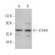 LTA4H Antibody (E-7) - Western Blotting - Image 366755