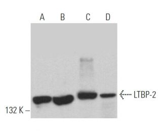 LTBP-2 Antibody (E-10) - Western Blotting - Image 364209