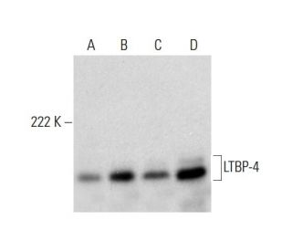 LTBP-4 Antibody (A-2) - Western Blotting - Image 297054 