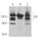 LTK Antibody (B-6) - Western Blotting - Image 367032 