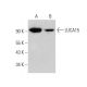 LUCA15 Antibody (G-2) - Western Blotting - Image 346459