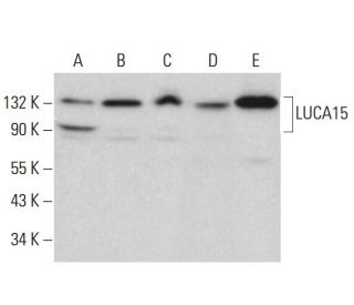 LUCA15 Antibody (G-2) - Western Blotting - Image 379164 