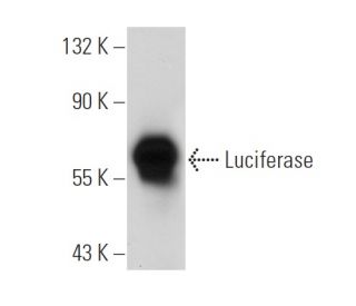 Luciferase Antibody (C-12) - Western Blotting - Image 19561 