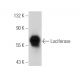 Luciferase Antibody (C-12) - Western Blotting - Image 19561 