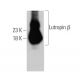 Lutropin β Antibody (A-9) - Western Blotting - Image 360636
