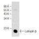 Lutropin β Antibody (B-6) - Western Blotting - Image 147831