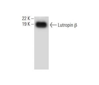 Lutropin &beta; Antibody (C-6) - Western Blotting - Image 294491 