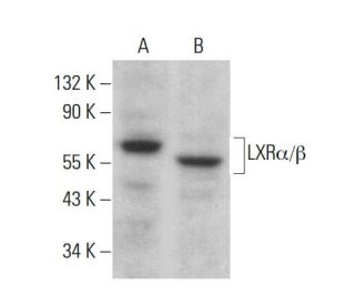 LXR alpha/beta/NR1H3/NR1H2 Antibody (G-10) - Western Blotting - Image 376311 