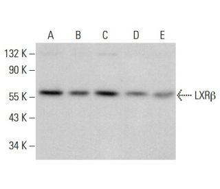 LXR beta/NER/NR1H2 Antibody (H-8) - Western Blotting - Image 378781 