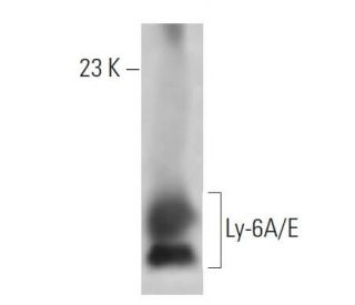 Ly-6A/E Antibody (D7) - Western Blotting - Image 12761