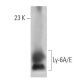 Ly-6A/E Antibody (D7) - Western Blotting - Image 12761