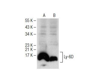 Ly-6D Antibody (C-8) - Western Blotting - Image 150589 