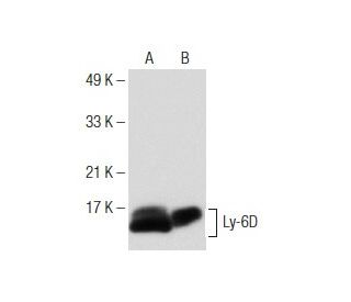 Ly-6D Antibody (F-6) - Western Blotting - Image 150874