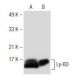 Ly-6D Antibody (F-6) - Western Blotting - Image 150874