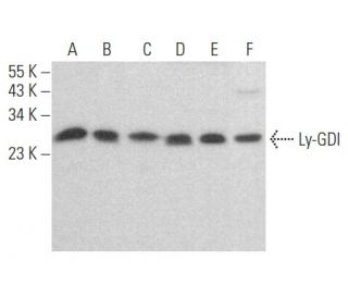 Ly-GDI/RhoGDI2/ARHGDIB Antibody (E-7) - Western Blotting - Image 354463 