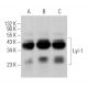 Lyl-1 Antibody (C-4) - Western Blotting - Image 366580