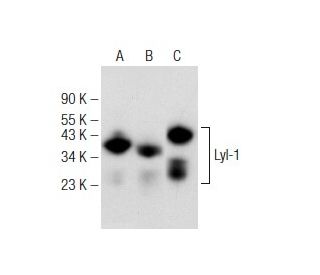 Lyl-1 Antibody (F-3) - Western Blotting - Image 149199 