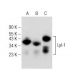 Lyl-1 Antibody (F-3) - Western Blotting - Image 149199 