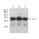Lyl-1 Antibody (F-3) - Western Blotting - Image 366391