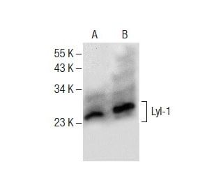 Lyl-1 Antibody (F-9) - Western Blotting - Image 287743 