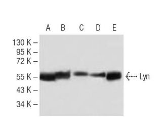 Lyn Antibody (2H8D7) - Western Blotting - Image 137464 