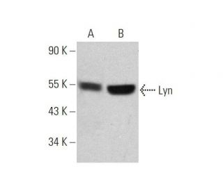Lyn Antibody (2H8D7) - Western Blotting - Image 353453