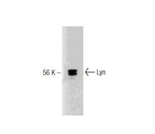 Lyn Antibody (42) - Western Blotting - Image 127491