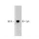 Lyn Antibody (42) - Western Blotting - Image 127491