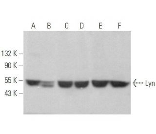Lyn Antibody (G-7) - Western Blotting - Image 352765 