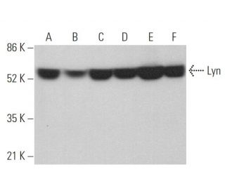 Lyn Antibody (H-6) - Western Blotting - Image 374440