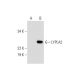 LYPLA2 Antibody (B-12) - Western Blotting - Image 289596