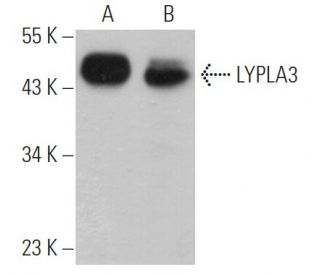 LYPLA3 Antibody (B-2) - Western Blotting - Image 371230 